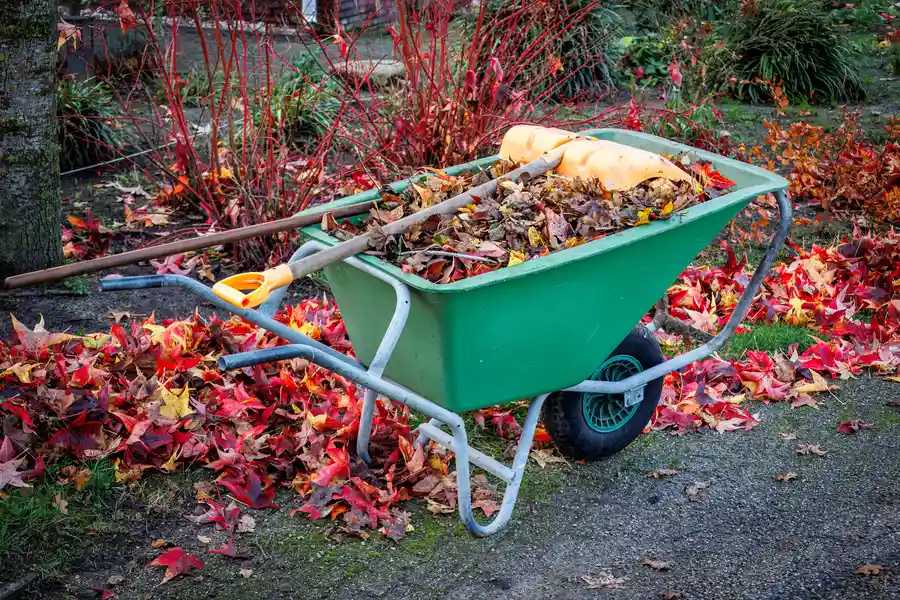 How To Know When It's Time For A Professional Yard Cleanup San Diego, CA