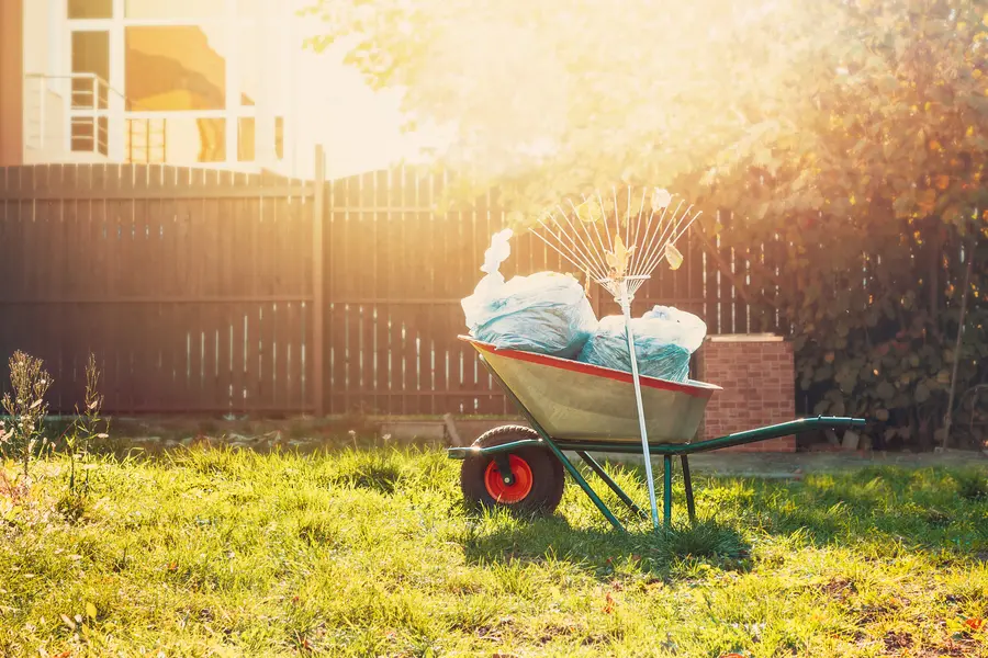 How Yard Cleanup Helps Prevent Pest Infestations And Diseases in San Diego, CA